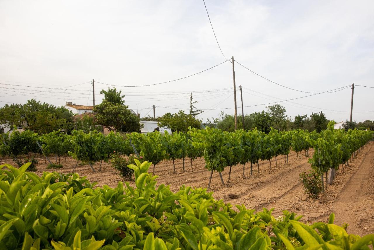 Masia Cal Sisplau, Con Piscina Y Rodeada De Vinedos A 10 Minutos De Vilafranca Del Penedes, Barcelona ,Cataluna San Martín Sarroca Kültér fotó